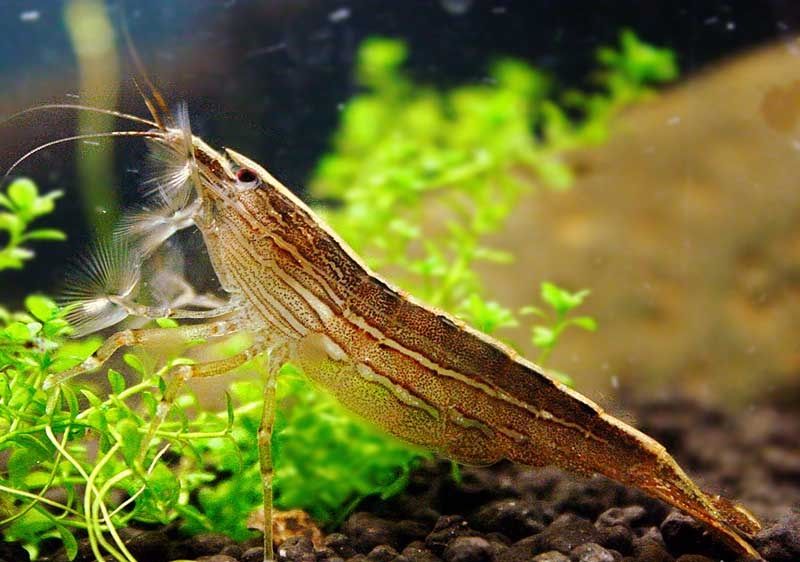 Flower Bamboo Shrimp Adult - Atyopsis moluccensis