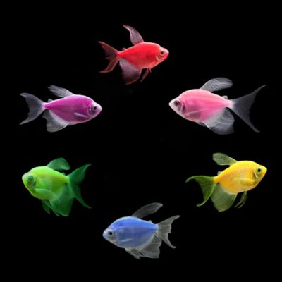 Glofish Longfin Tetra Assorted colours