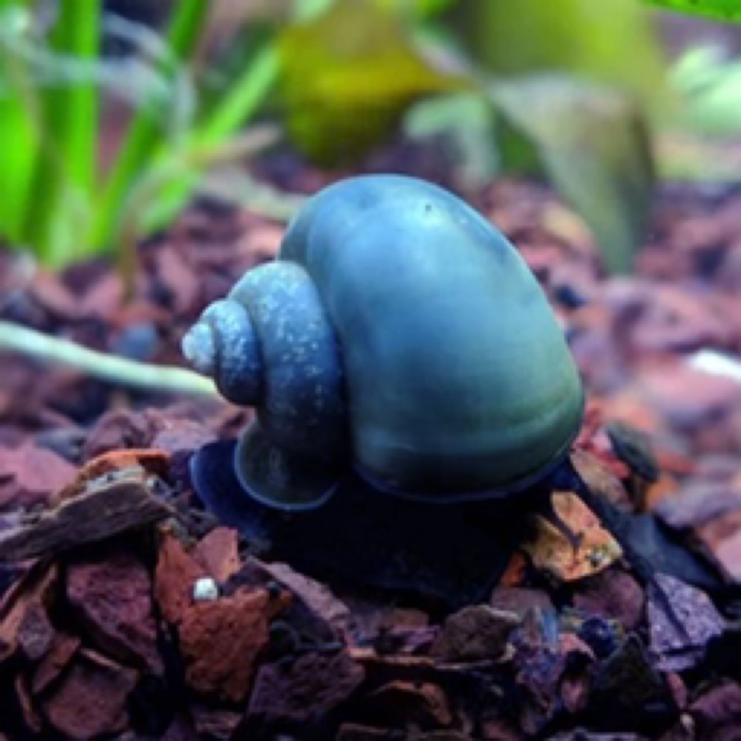 Blue Mystery Snail