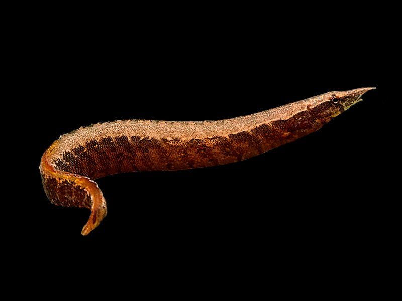 Half Banded Spiny Eel 6&quot; - Macrognathus circumcinctus - Dwarf species