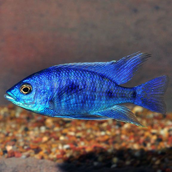 Electric Blue Cichlid - Sciaenochromis fryeri