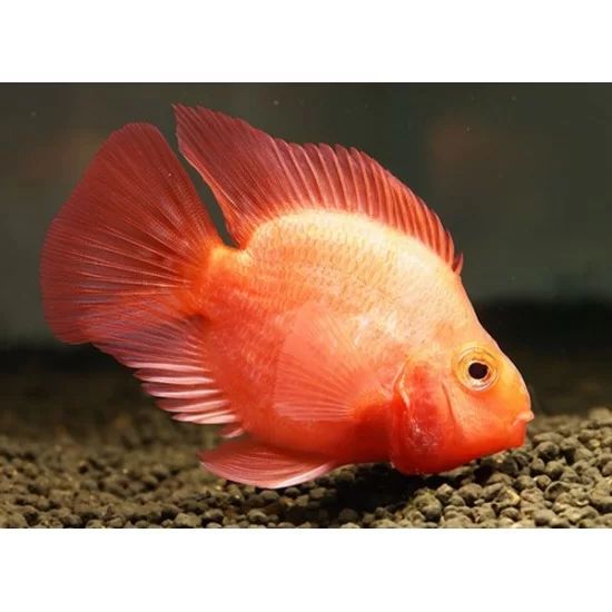 Red Parrot Cichlid 2.5&quot;-3&quot; - Amphilophus citrinellus