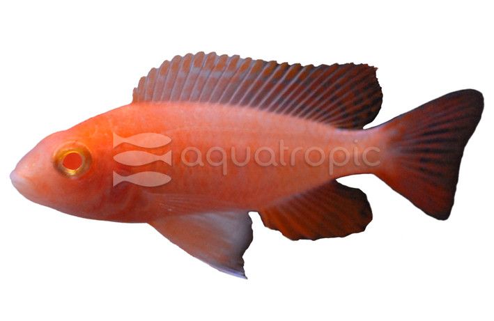 Peacock Albino Scarlet Cichlid - Aulonocara hansbaenschi
