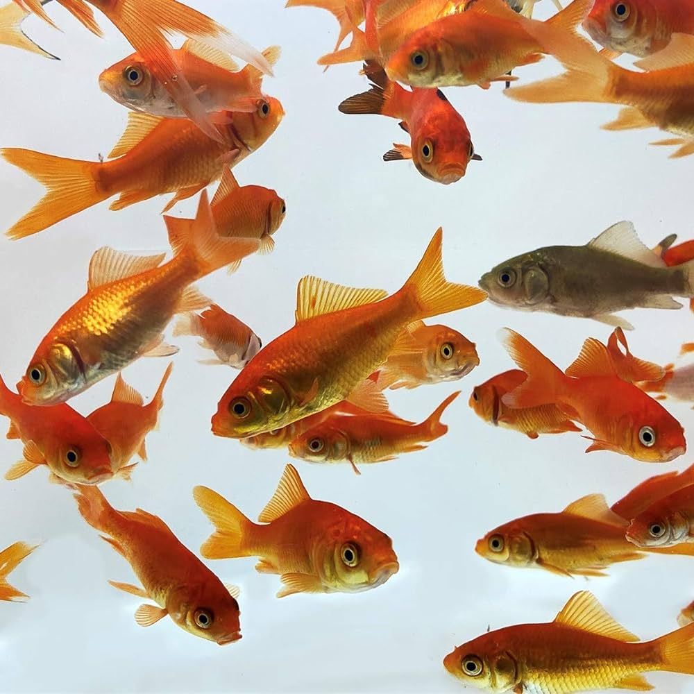 Feeder Goldfish 2&quot;