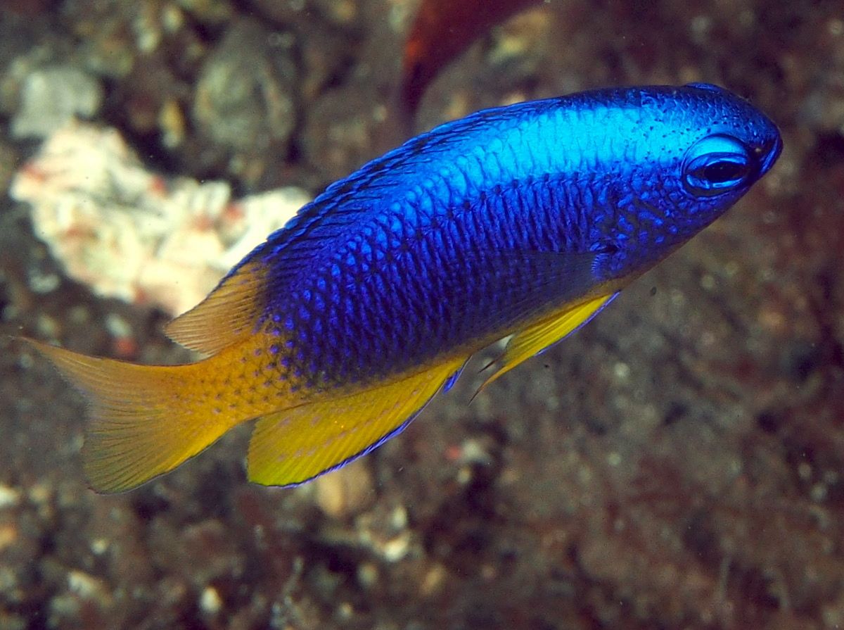 Neon Damselfish