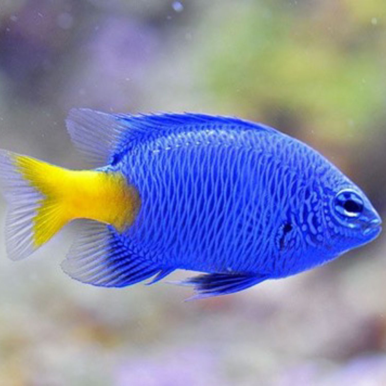 Yellowtail Blue Damsel