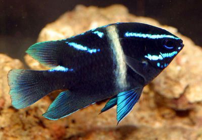 Blue Velvet Damsel