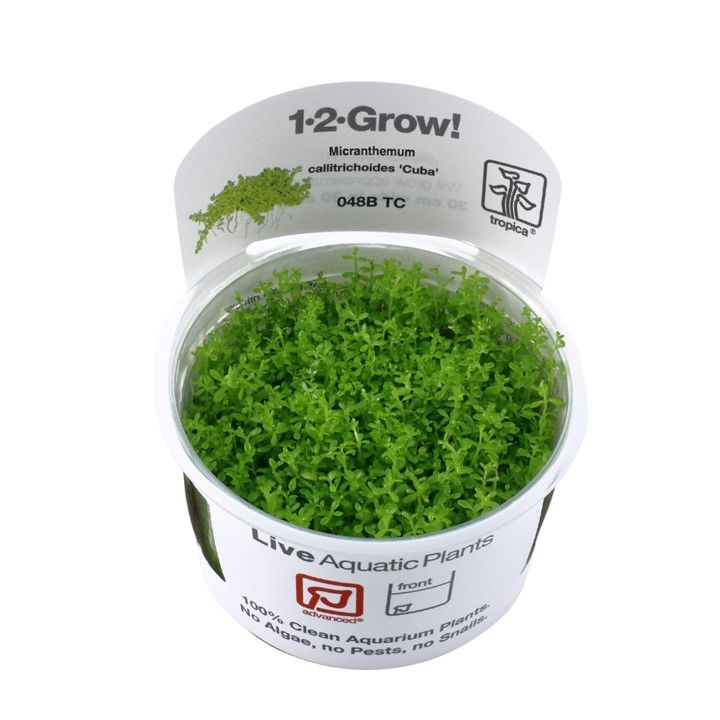 Tropica Micranthemum callitrichoides &#39;Cuba&#39; 1-2-Grow
