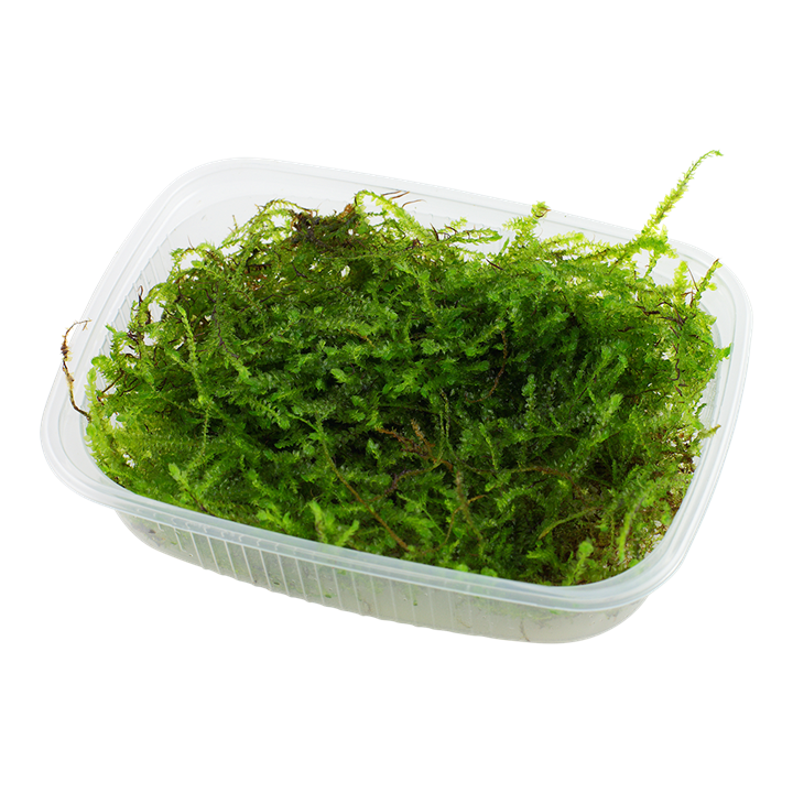 Tropica Taxiphyllum barbieri &#39;Bogor Moss&#39; portion