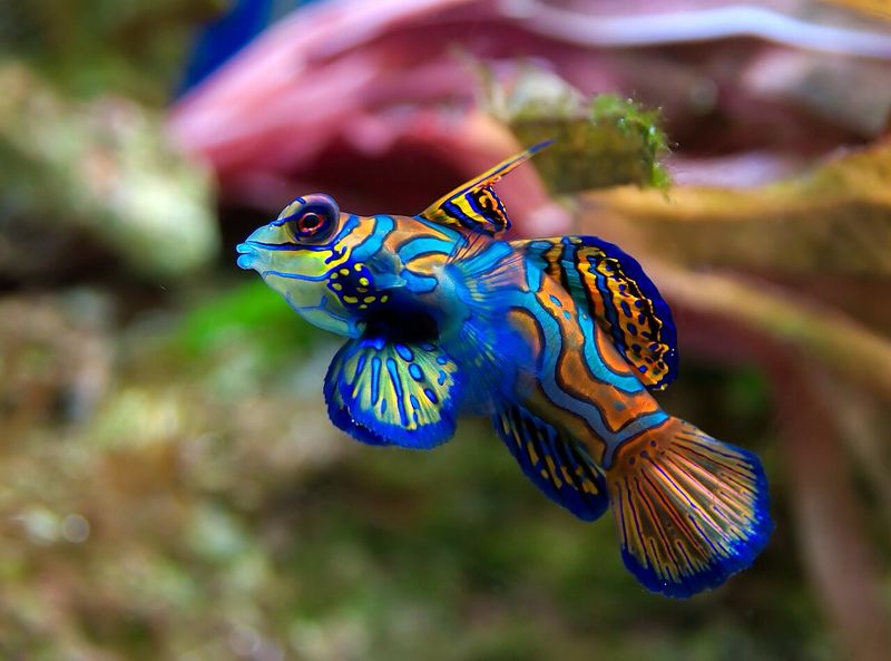 Mandarin Dragonet Bluefin