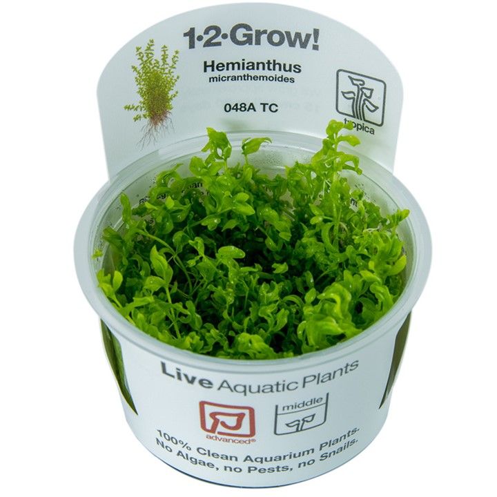 Tropica Hemianthus micranthemoides 1-2-Grow