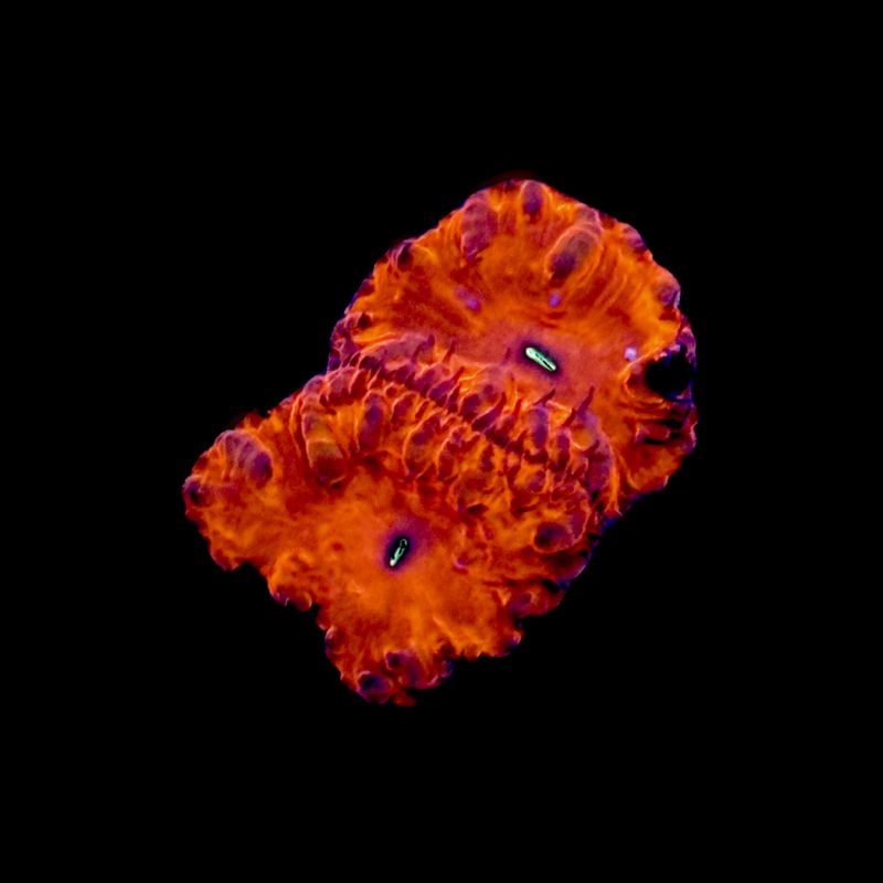 Red Menace Blastomussa frag