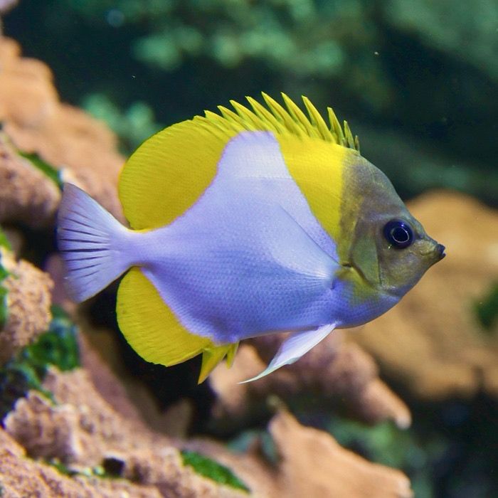 Pyramid Butterfly Fish