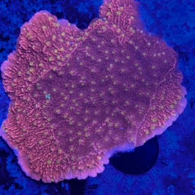 Starburst Montipora wysiwyg 2.5”