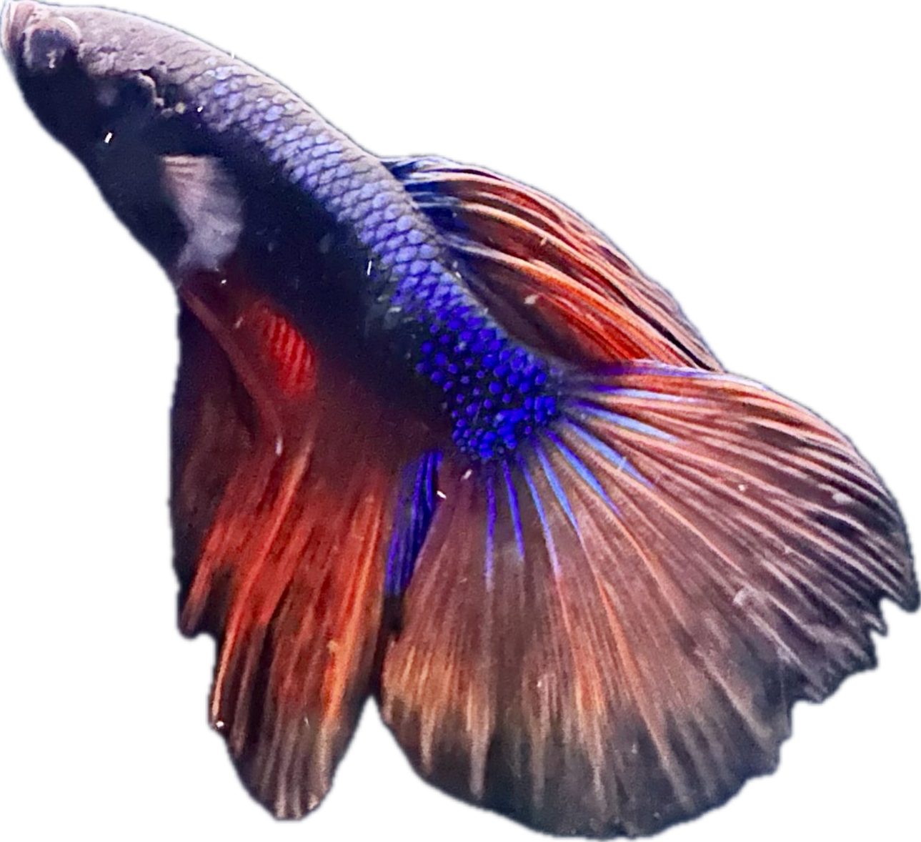 Half Moon Mustard Gas Betta