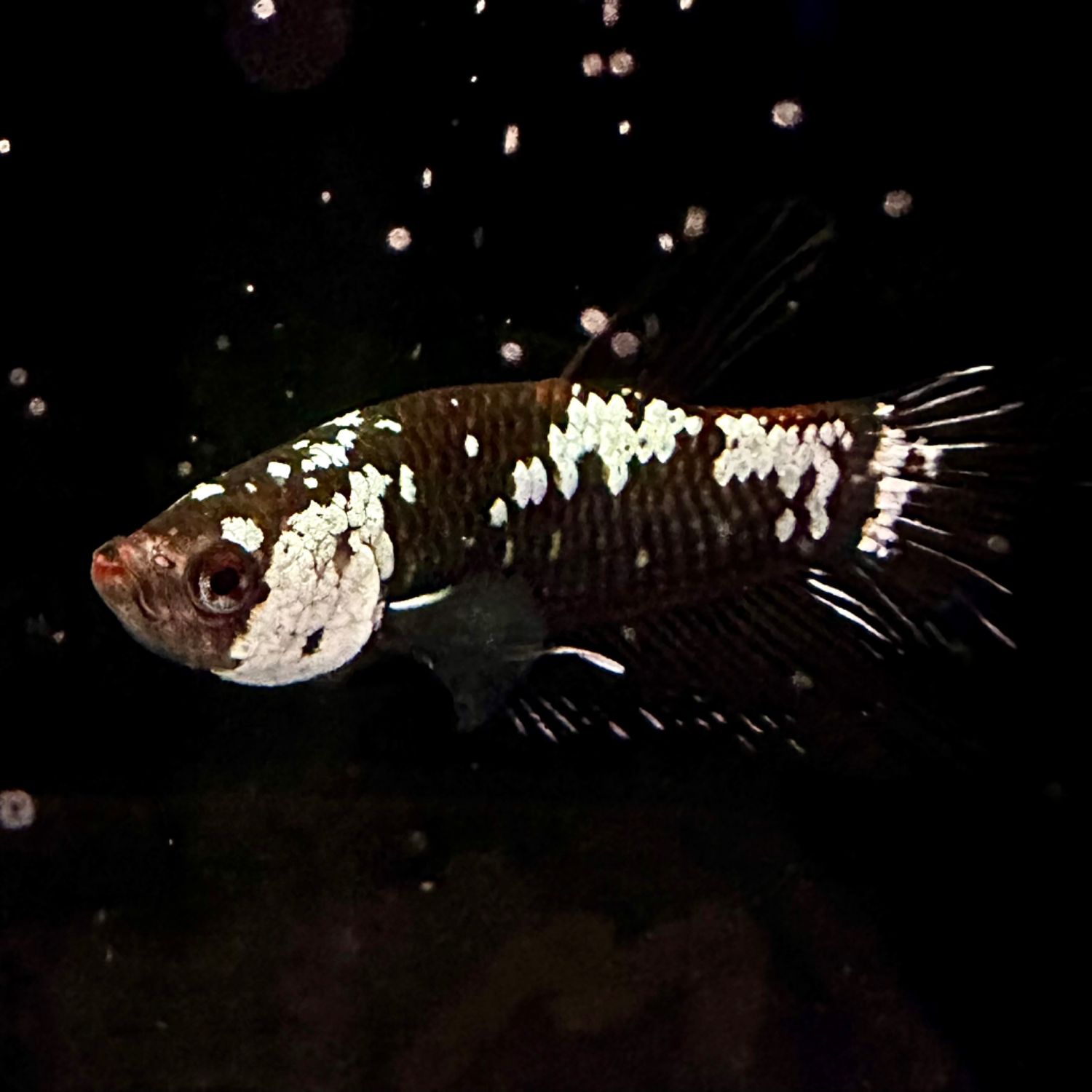 Betta HMPK Black Mamba