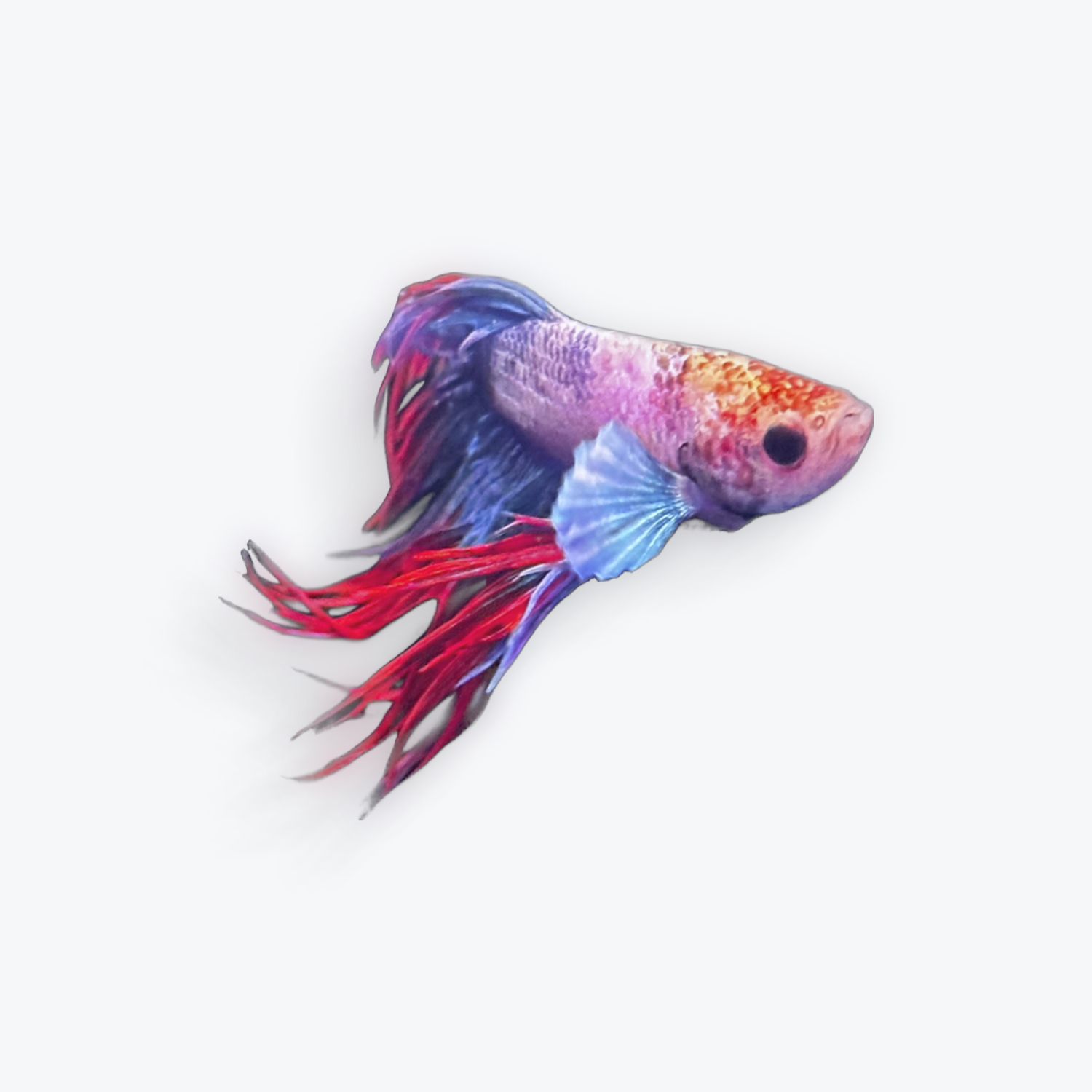 Betta Crowntail Dragon Scale