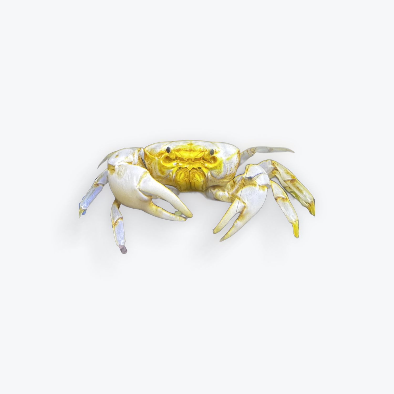 Banana Crab - Geosesarma sp.