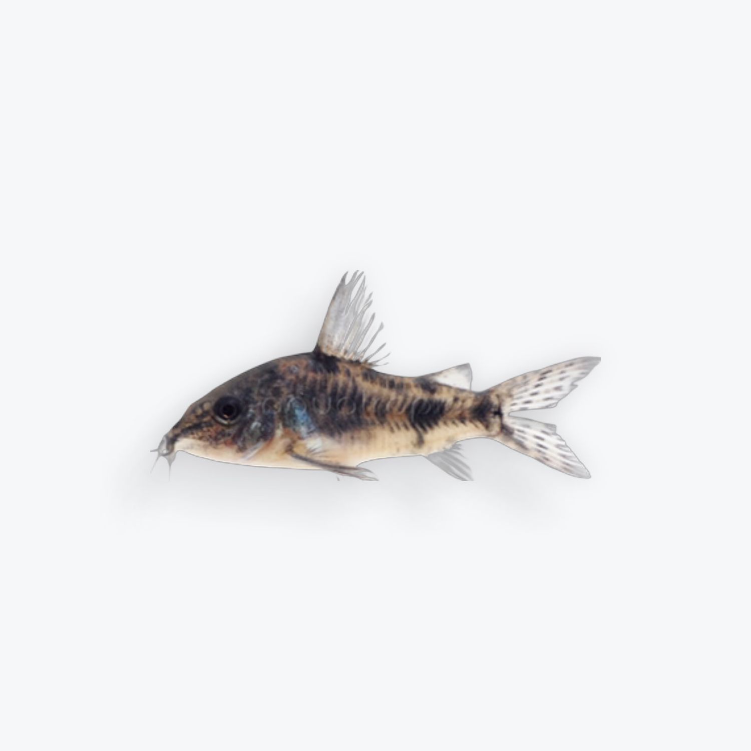 Peppered Corydora