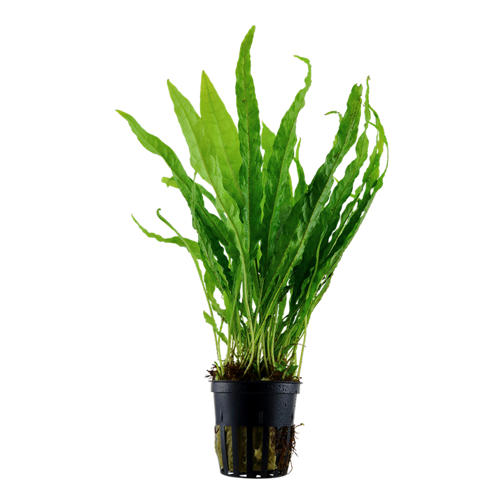Tropica Microsorum Pteropus