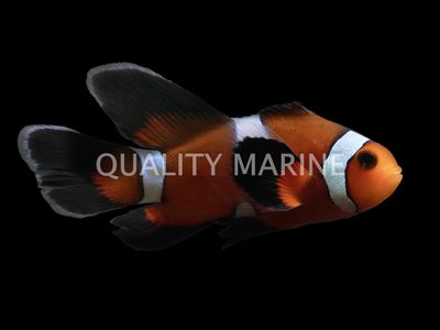 Captive Bred Longfin Misbar Ocellaris Clownfish