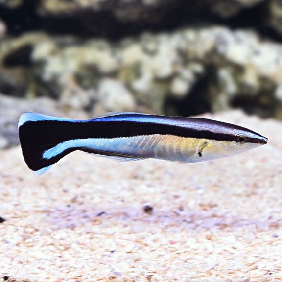 Blue Cleaner Wrasse