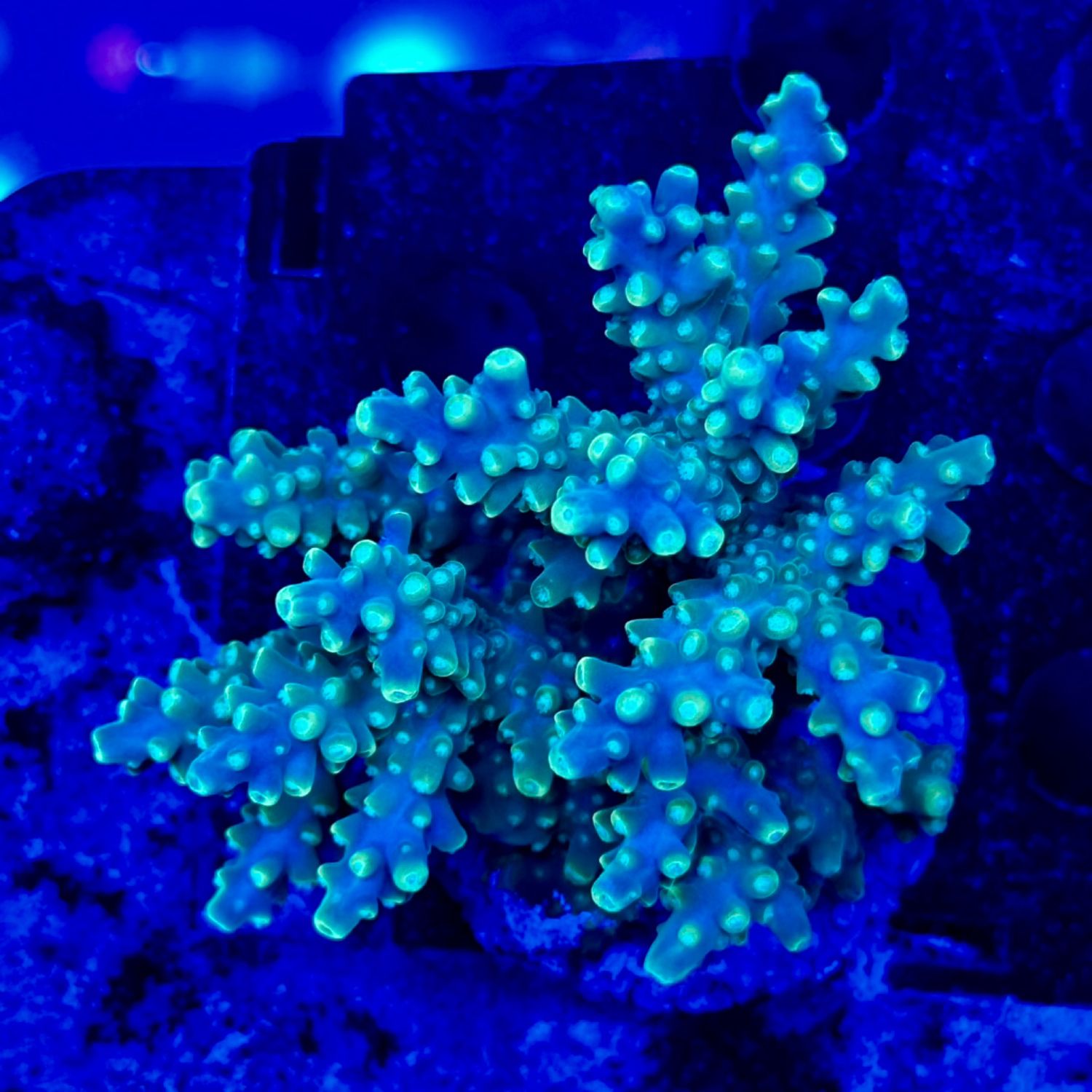 Acropora colony 6