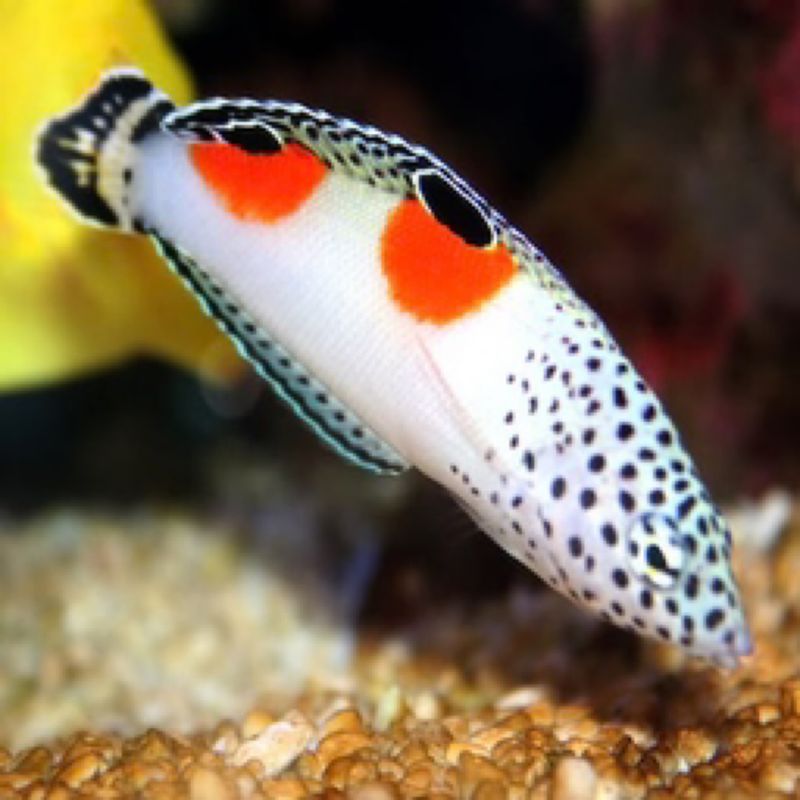 Clown Twinspot coris wrasse MAC Certified