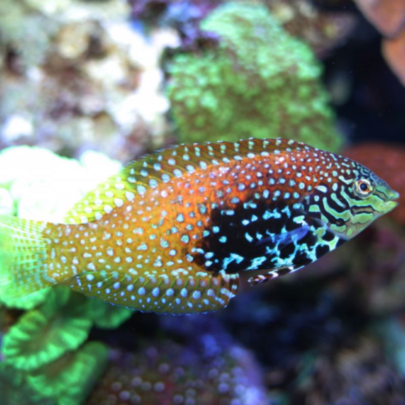 Blue Star Leopard Wrasse Female