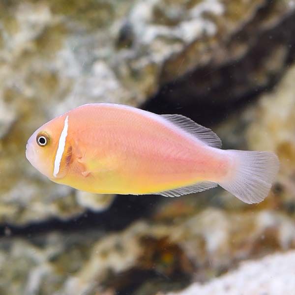Pink Skunk Clownfish Lg