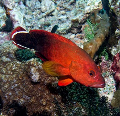 Red V-Tail Grouper Med