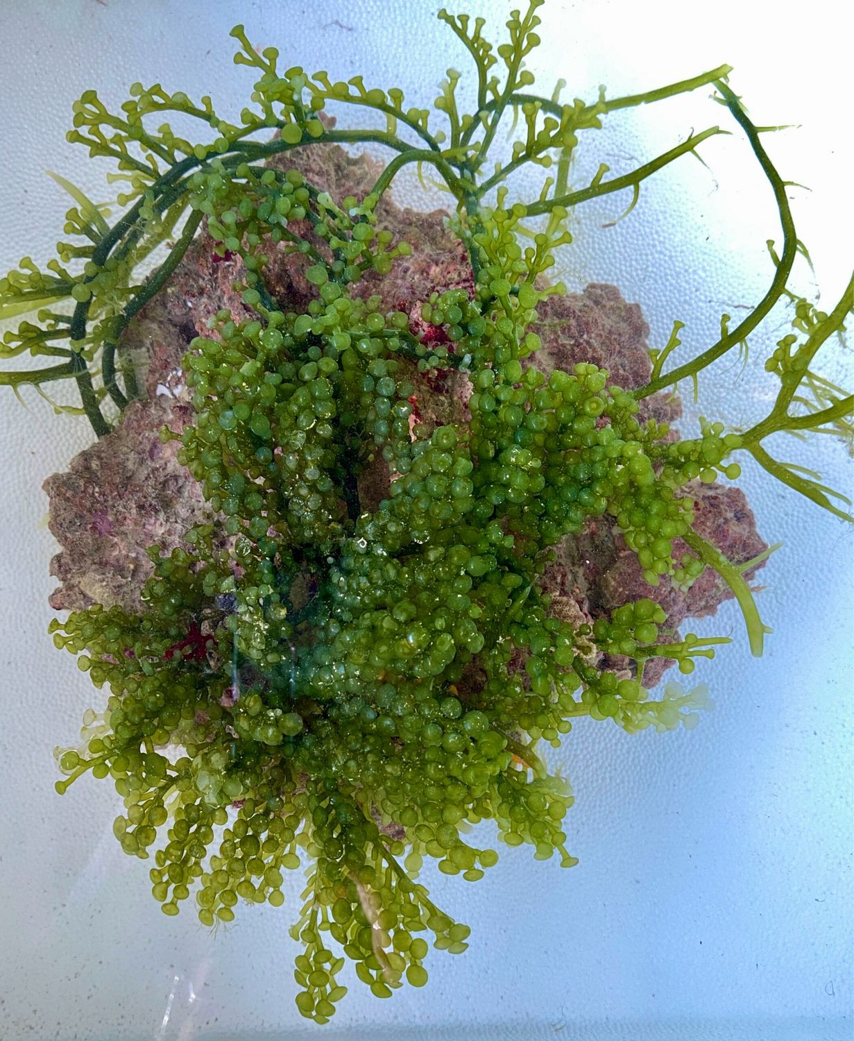 Caulerpa Racemosa