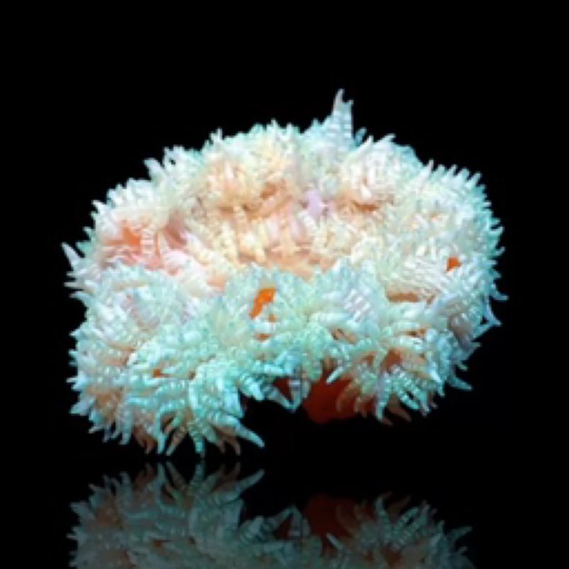 Beaded Mat Anemone (Heteractis Aurora)