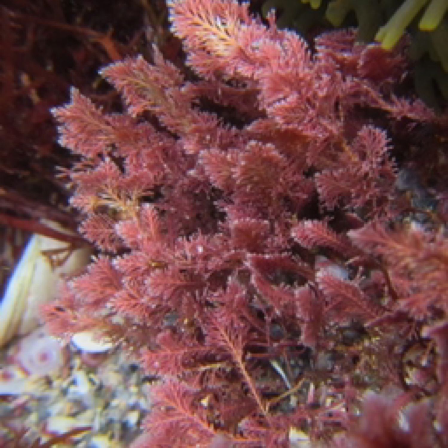 Corallina officinalis macro algae