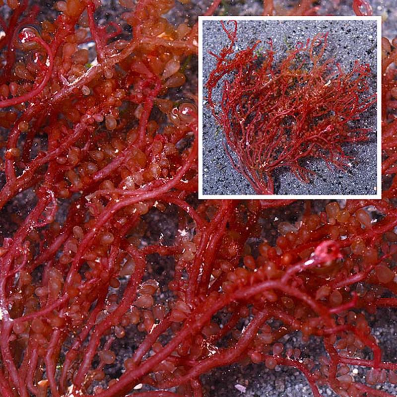 Red Grape Caulerpa