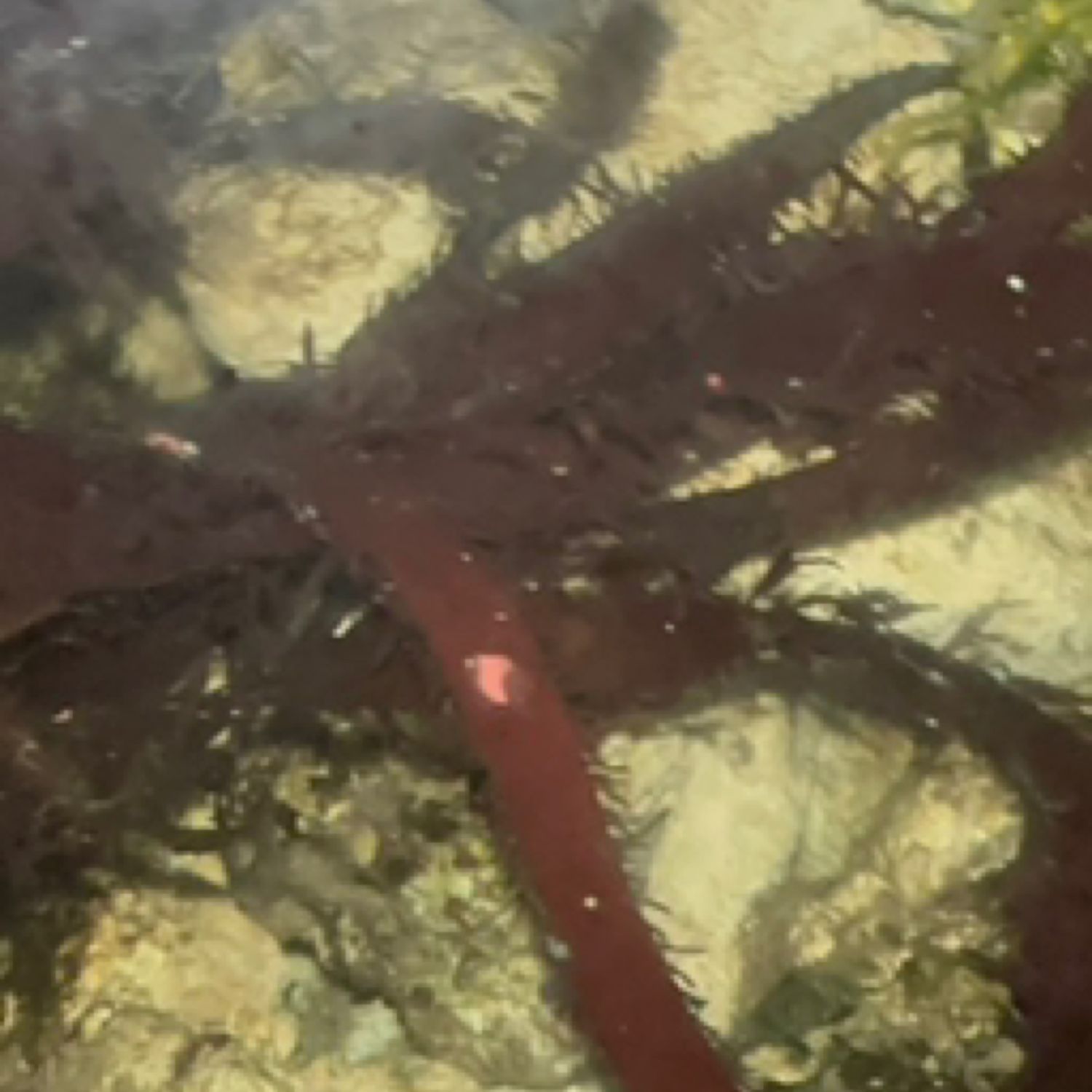 Red Chondracanthus Macro Algae