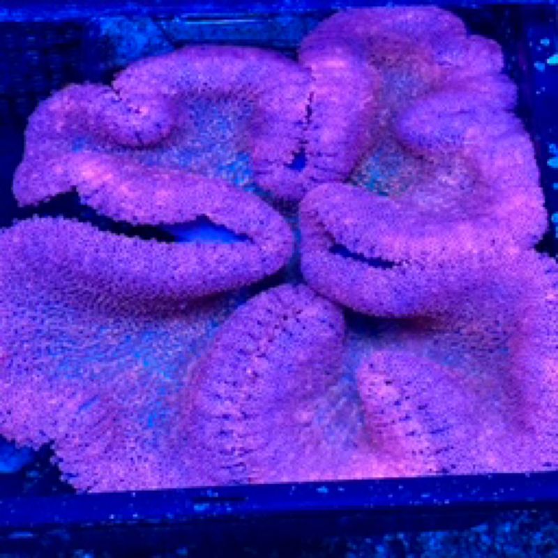 Red Metallic Haddoni Carpet Anemone XXL