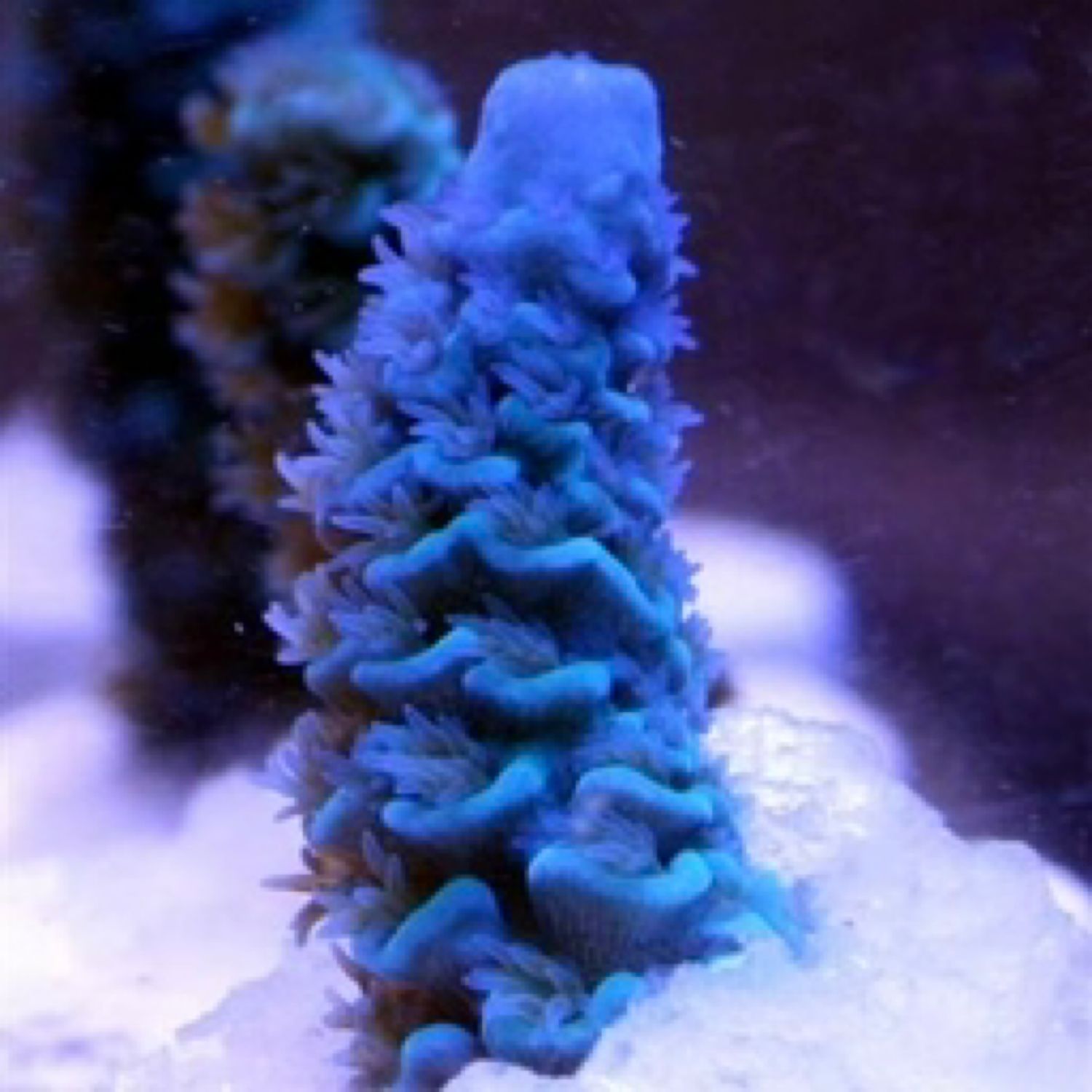 Blue Matrix Acropora frag