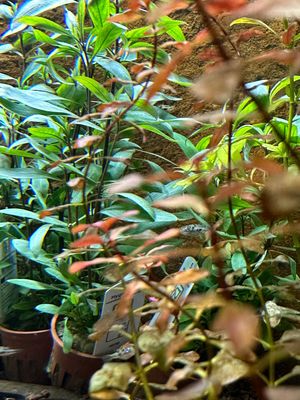 Freshwater Plants