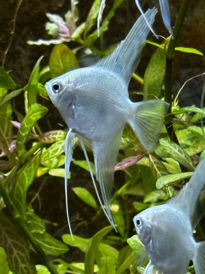 Freshwater Fish