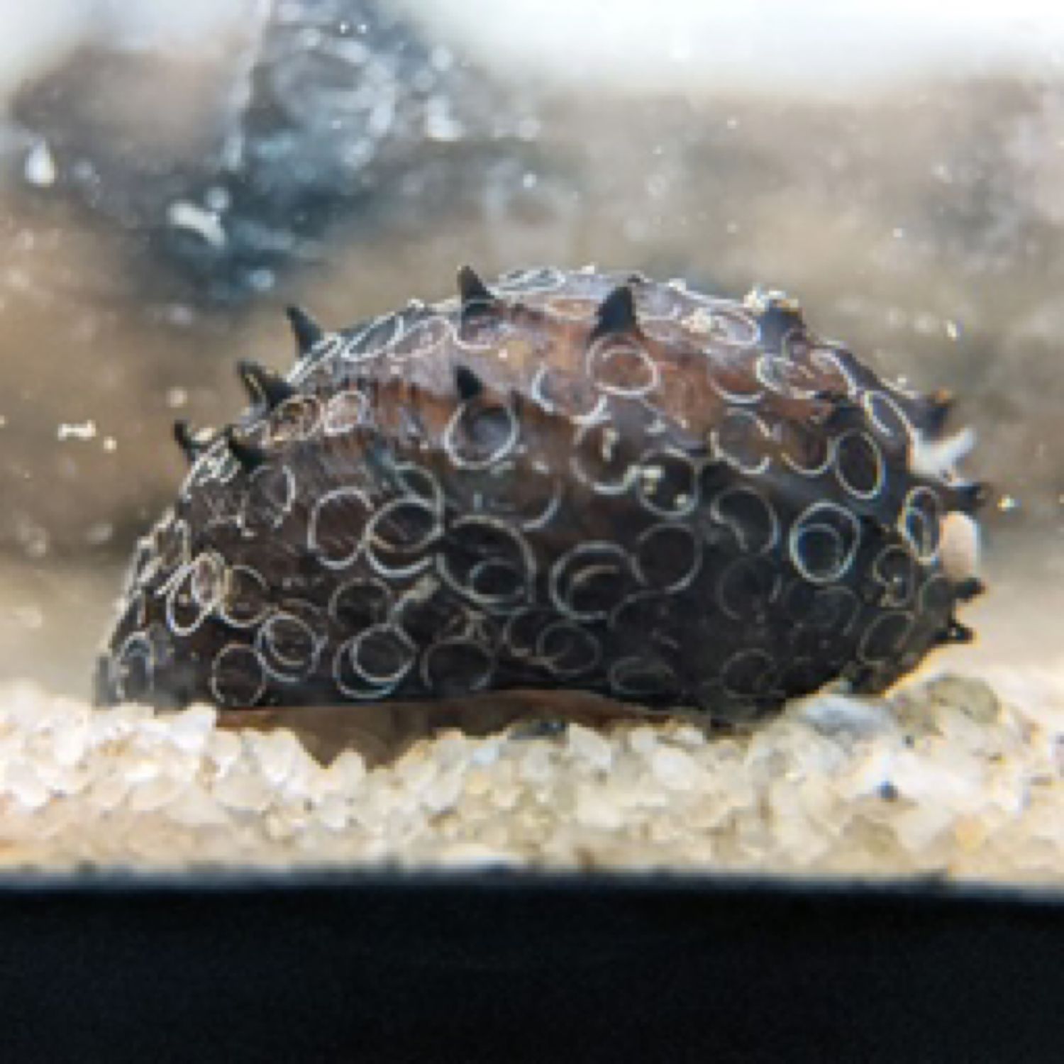 King Koopa Nerite Snail - Neritina juttingae