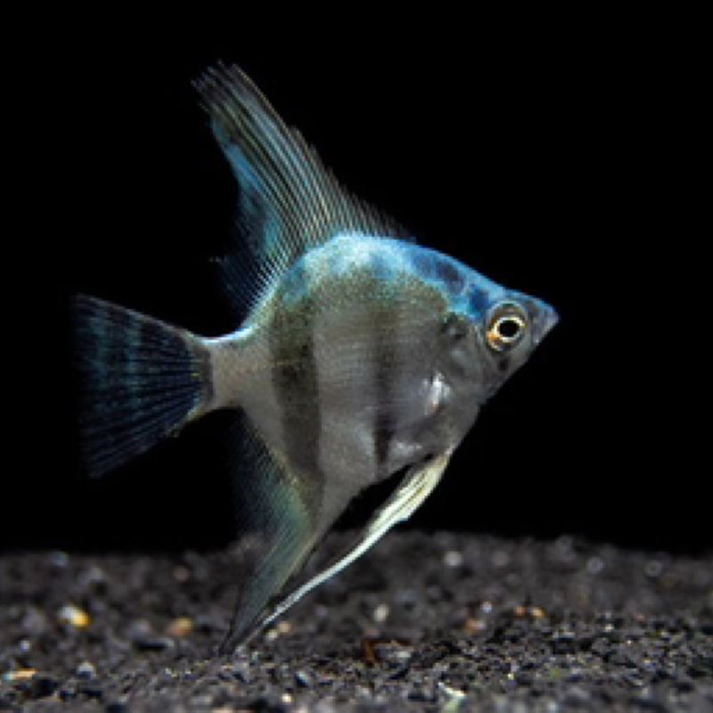 Belem Sky Blue Angelfish