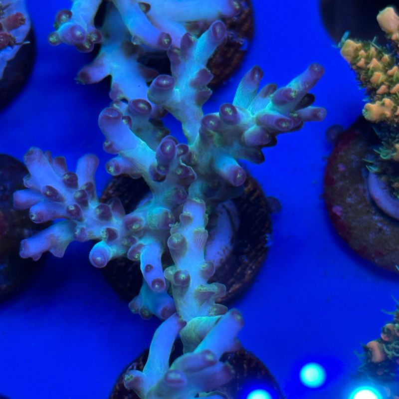 JF Aqua Delight acro