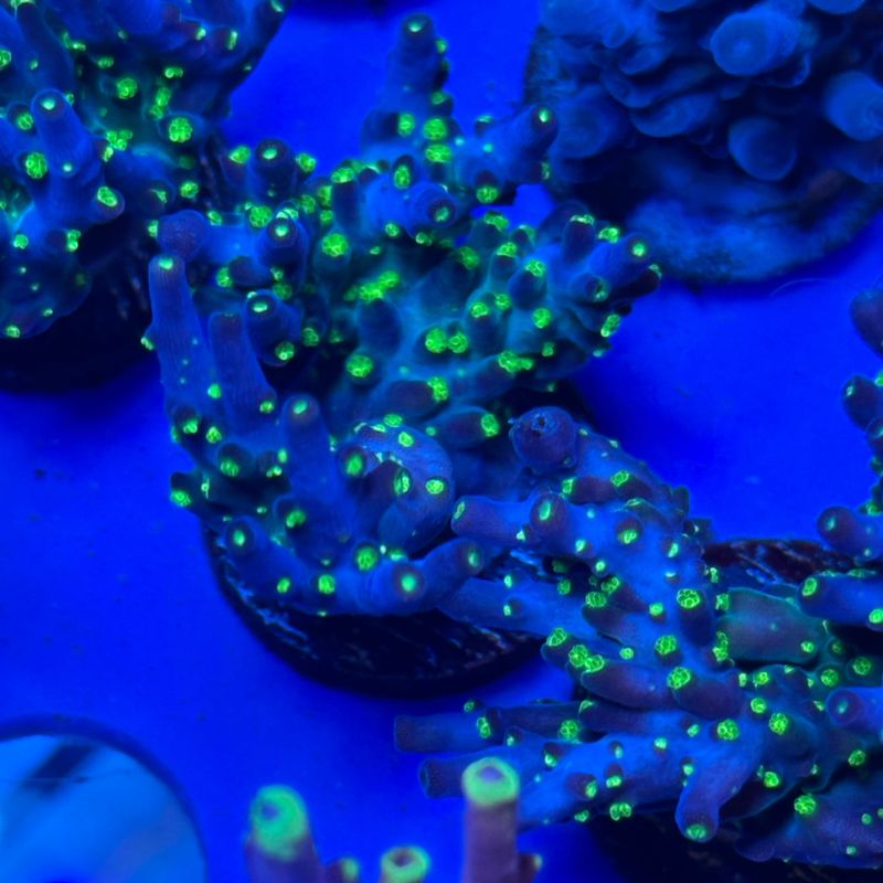 DV Ultimate Bonsai acro