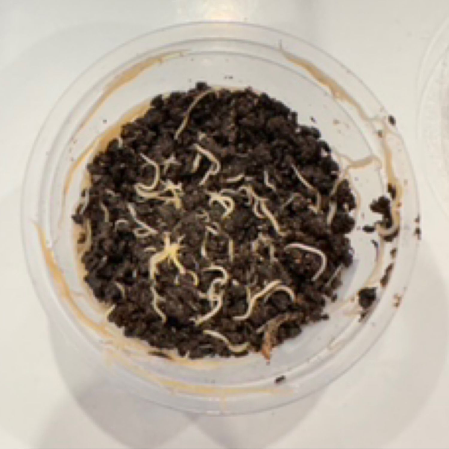 Live white worms - Enchytraeus albidus