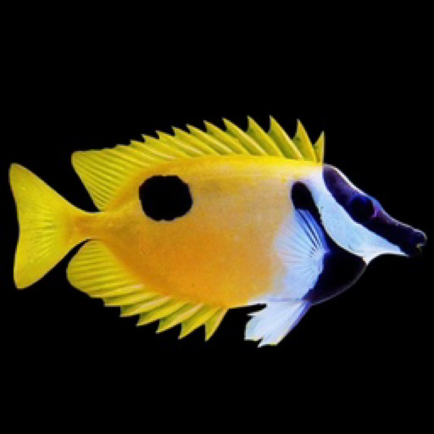 One Spot Foxface