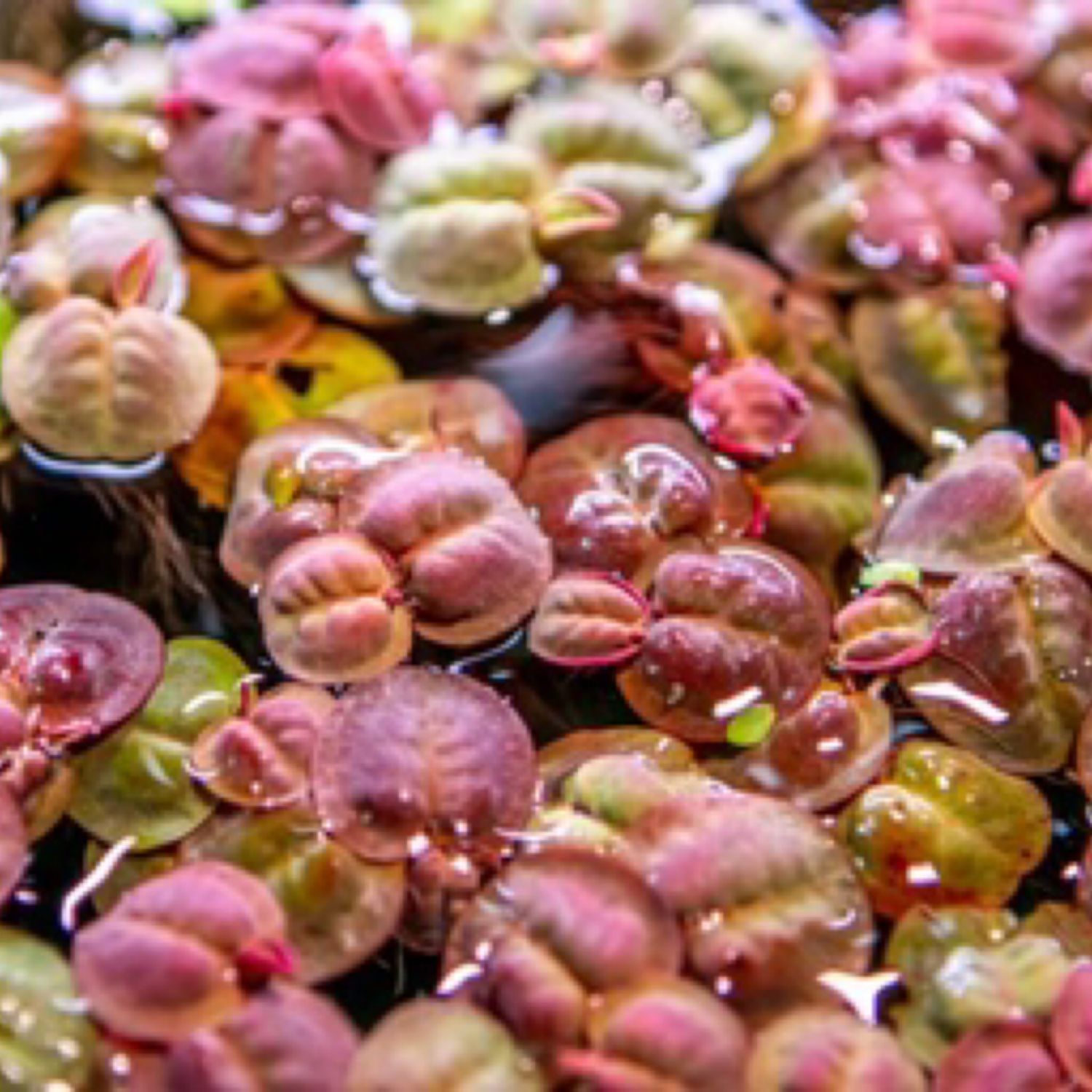 Red root floater - Phyllanthus fluitans