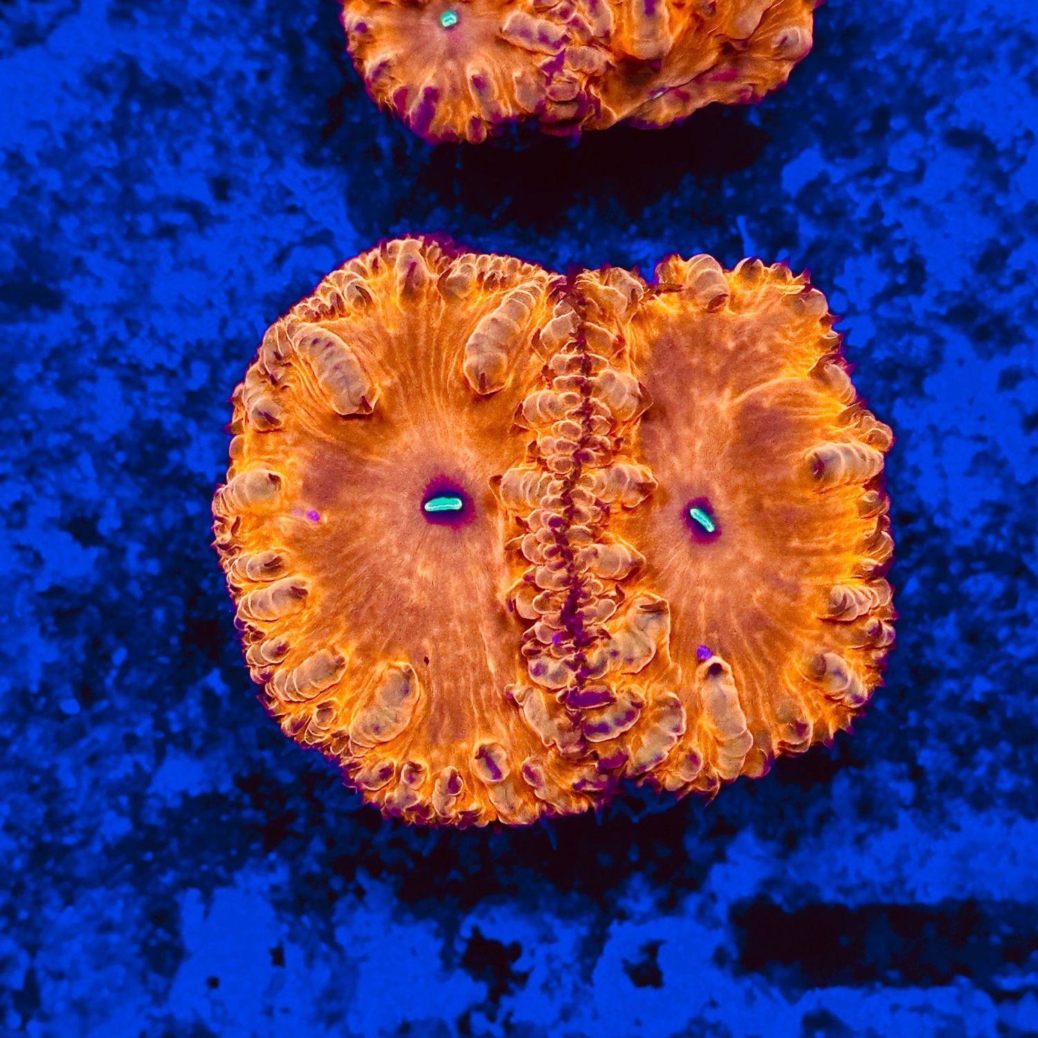 Red Menace Blastomussa frag