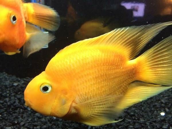 Yellow Parrot Cichlid 2.5&quot;-3&quot; - Amphilophus citrinellus