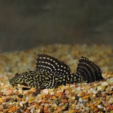 L-001 Gold Spotted Sailfin Pleco - Pterygoplichthys joselimaianus